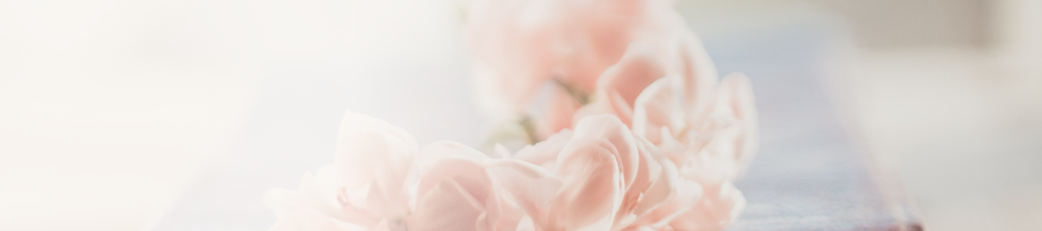 Närbild av mjuka, rosa blommor med oskarp bakgrund.